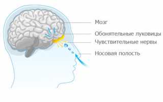 Семакс (капли в нос): инструкция по применению, цена, отзывы врачей и пациентов, аналоги