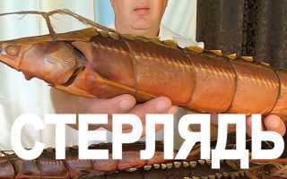 Как правильно выбрать стерлядь?