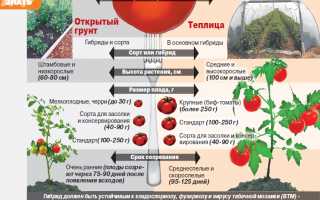 Как правильно выбрать помидоры?