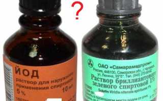 Опасность укуса мыши и первая помощь