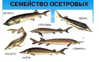 Как правильно выбрать осетра?