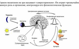 Таблетки для сна Мелатонин: инструкция по применению, цена в аптеке, отзывы, польза и вред