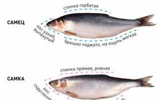 Как правильно выбрать селедку?