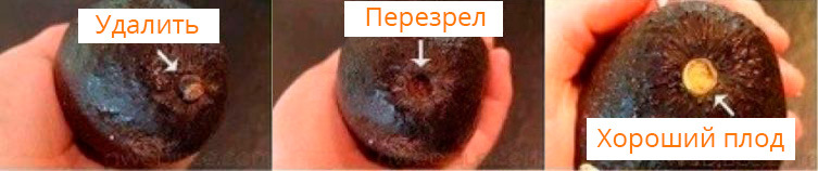 Выбор авокадо по черенку