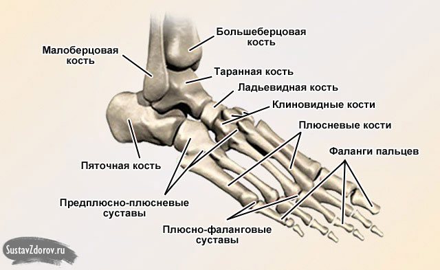 строение голеностопного сустава