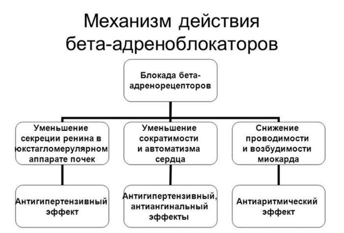 механизм действия адреноблокаторов