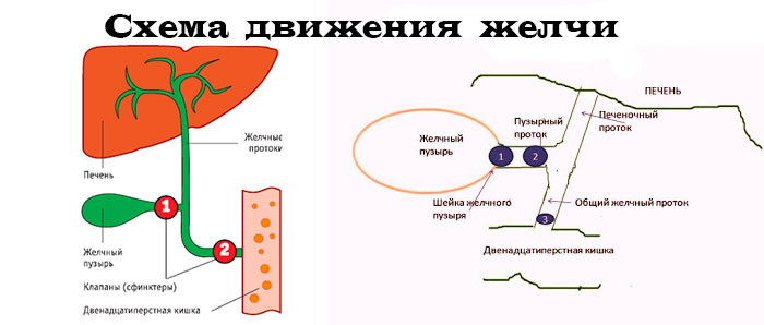 схема движения желчи