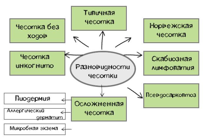 разновидности чесотки