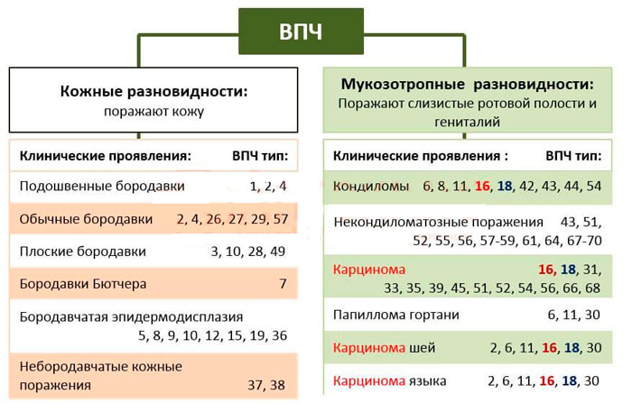 типы впч